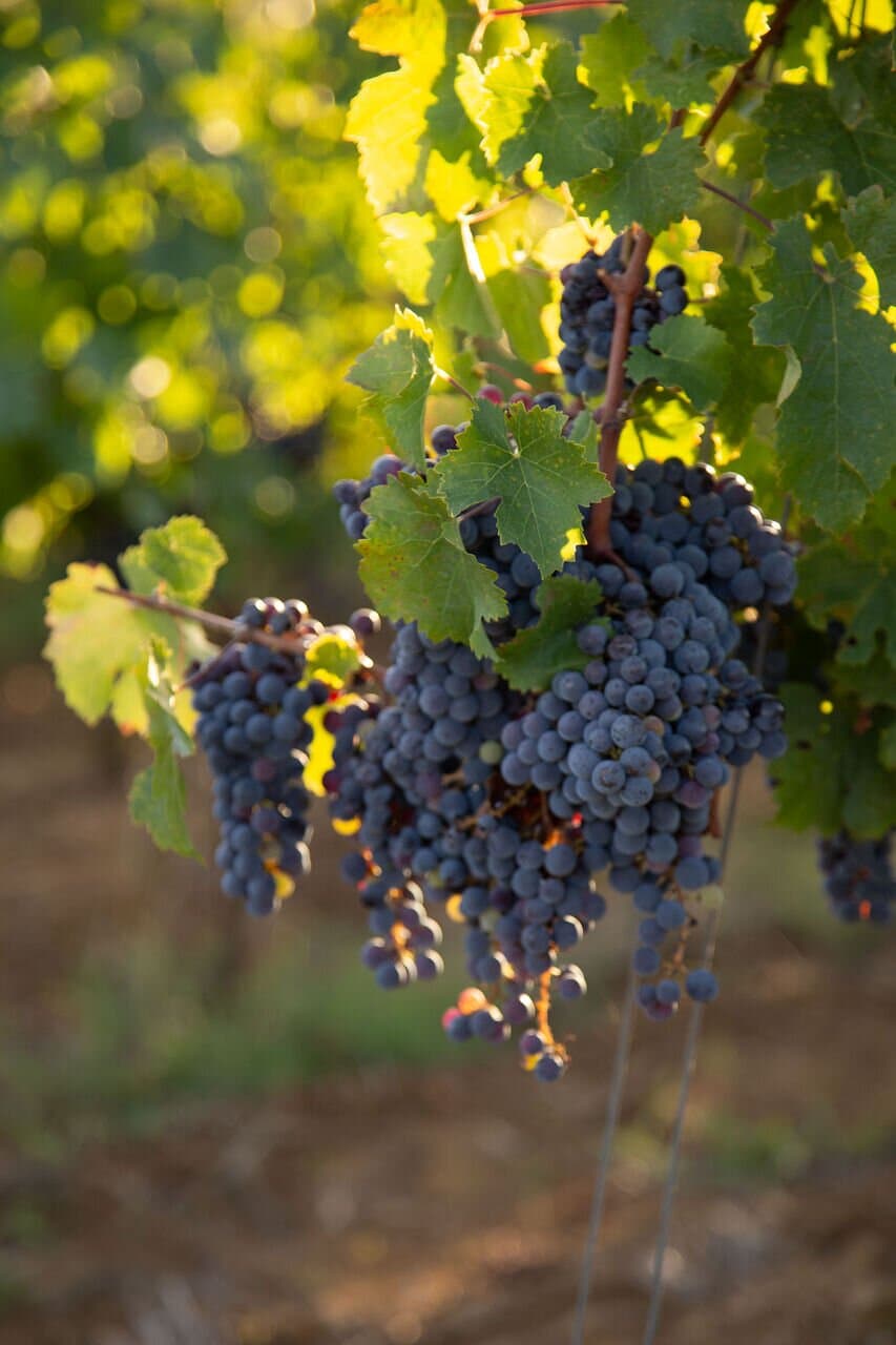 Tuscan food and wine