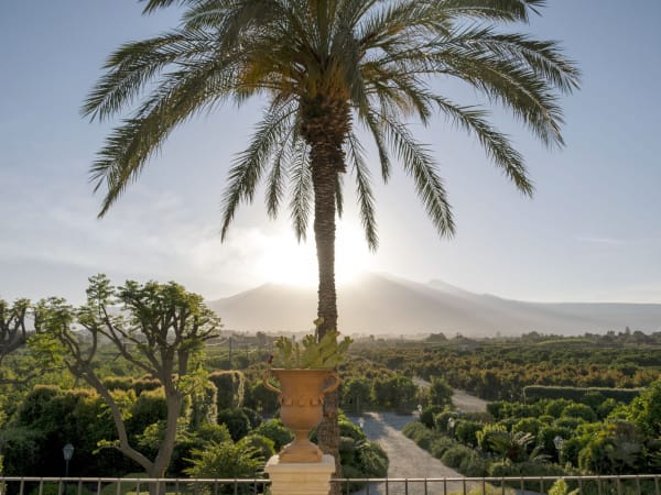 Mount Etna rises behind one of Don Venerando's many palm trees.